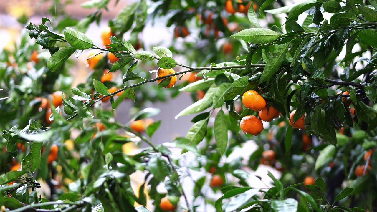 雨中，花园里的橘子挂在绿枝上视频素材