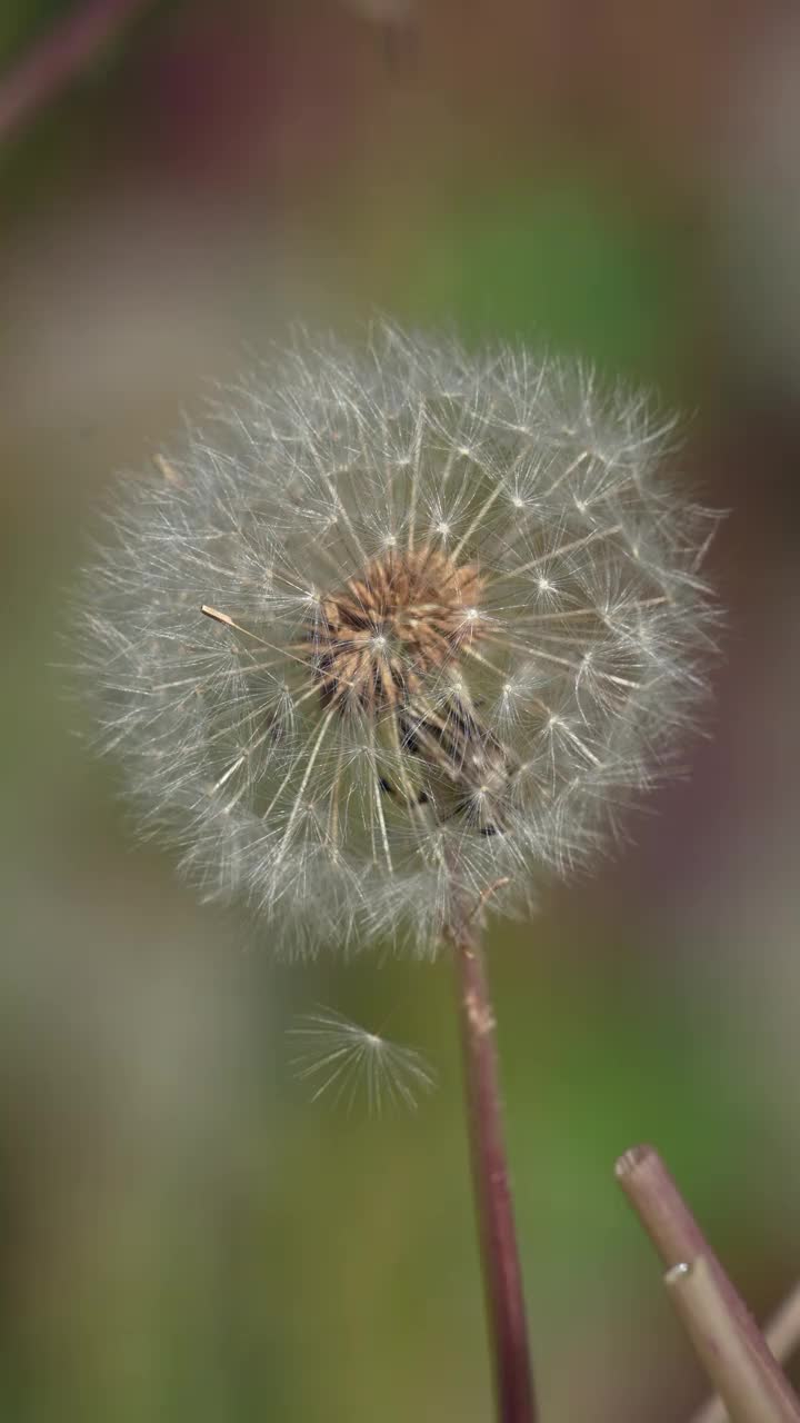 蒲公英平静视频素材