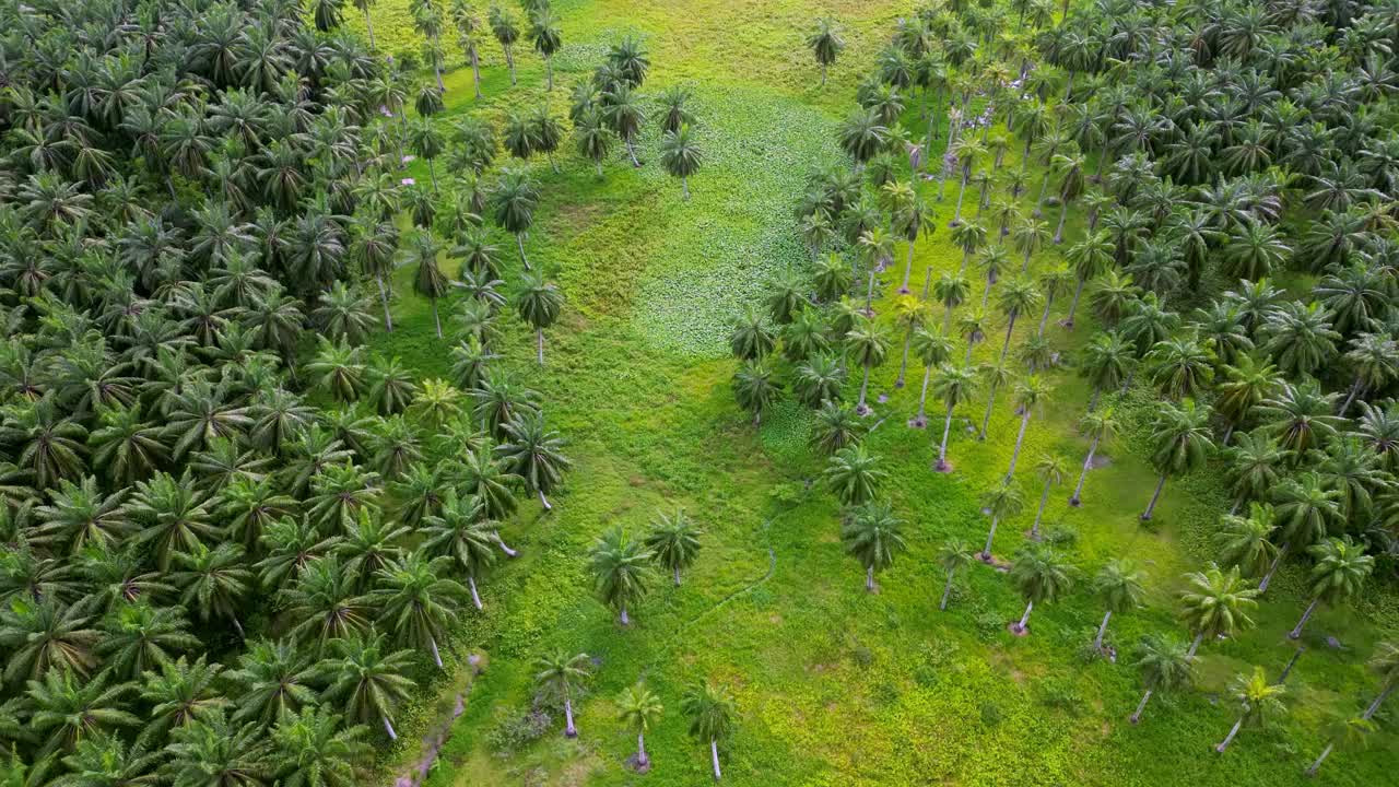 无人机拍摄室外的绿色棕榈树视频素材