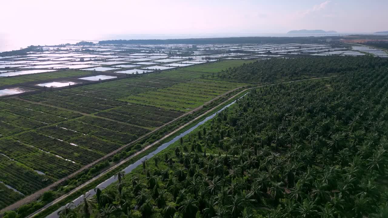 鸟瞰图，油棕是土地清晰视频素材