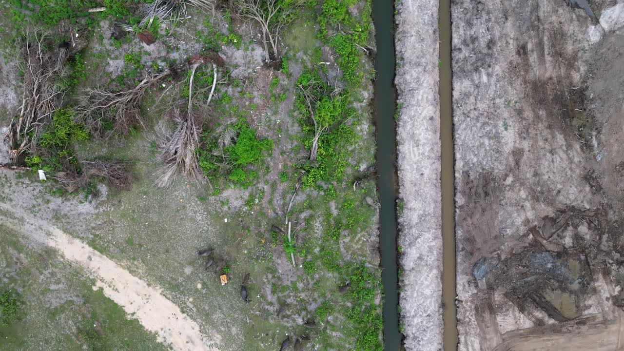 鸟瞰图土地清理发生在湿地视频素材