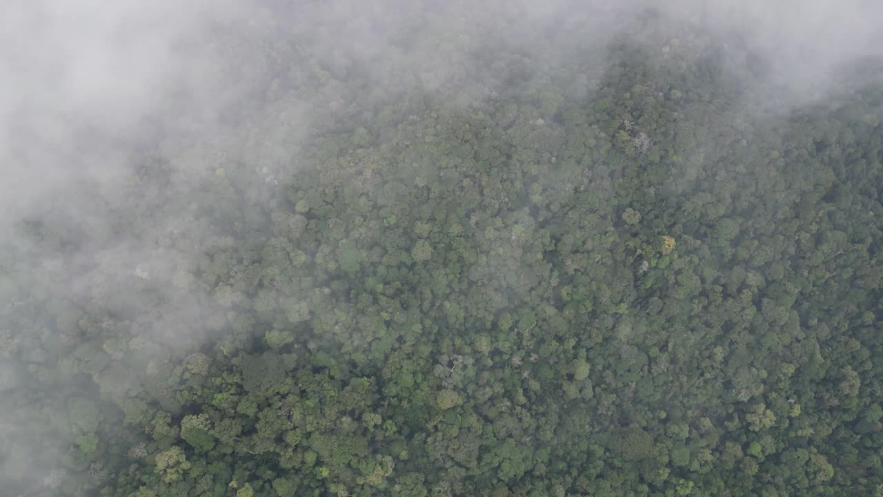 从雾蒙蒙的云中俯瞰金马伦高原雨林视频素材