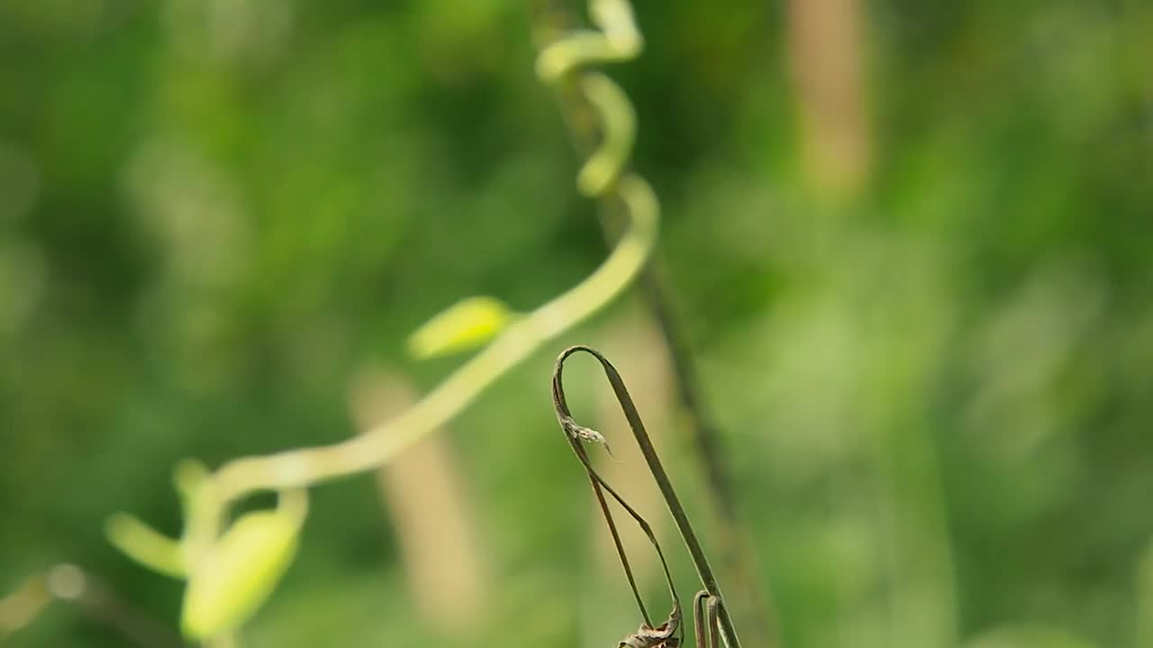 特写，蜻蜓降落在自然花园的场景。视频下载