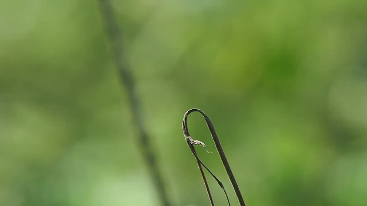 特写，蜻蜓降落在自然花园的场景。视频素材