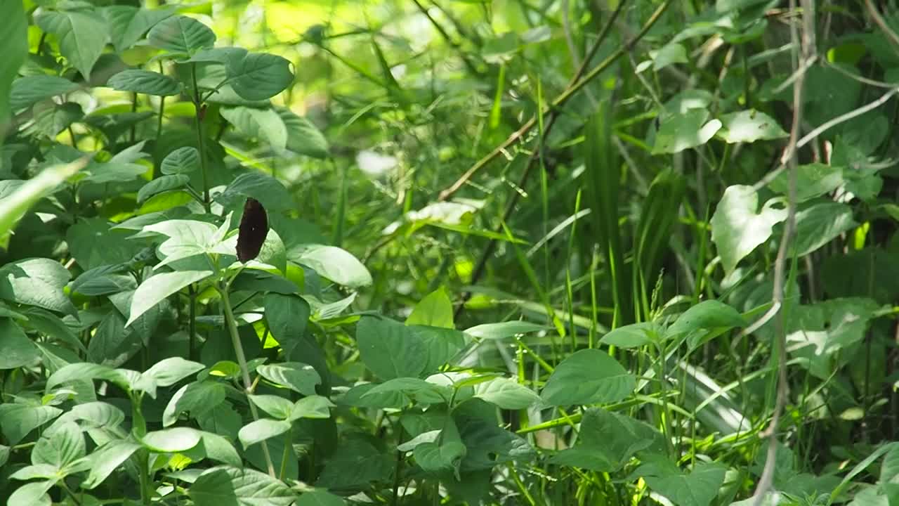 黑白相间的蝴蝶和丛林里的绿草。视频下载