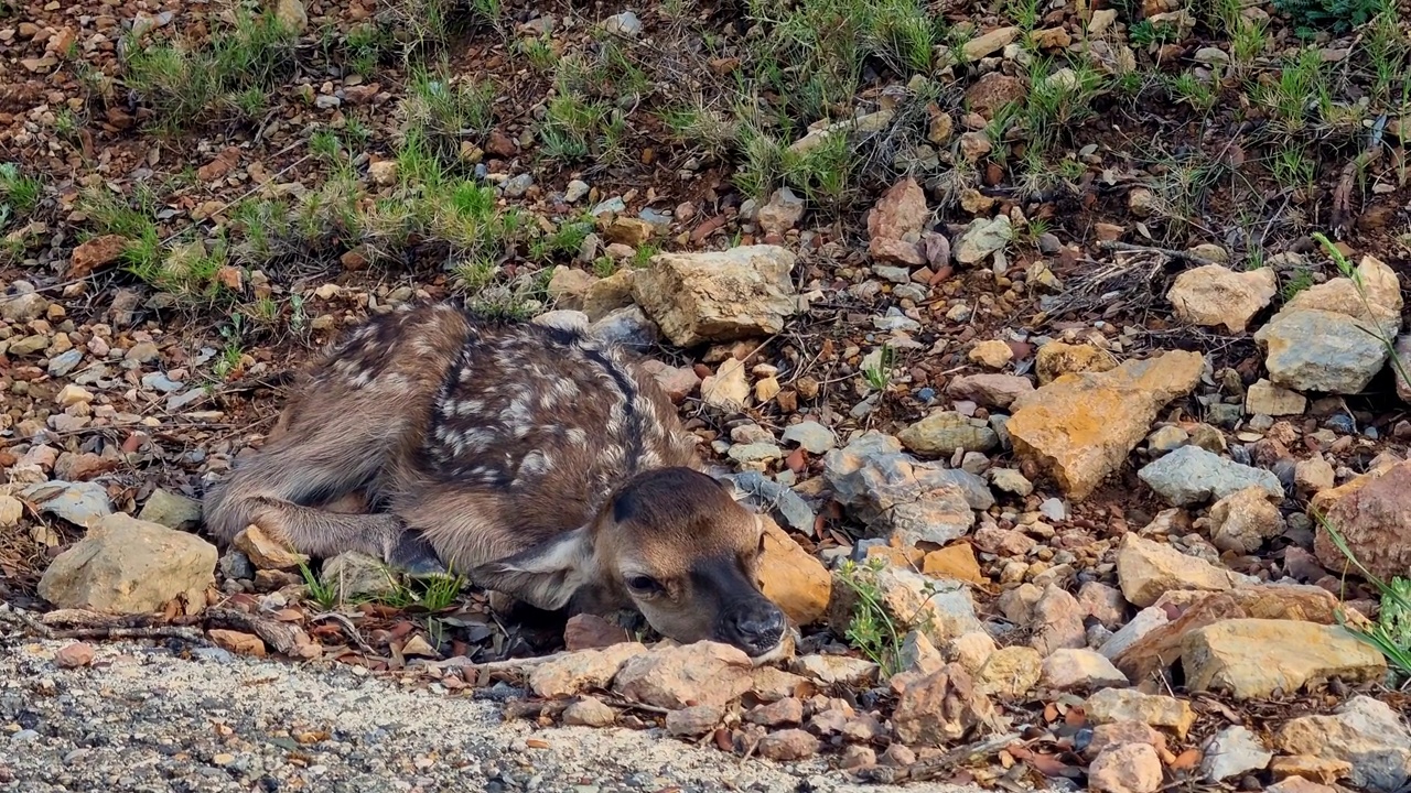 马鹿(Cervus elaphus)视频素材