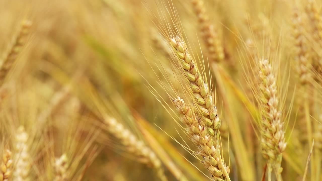 田间栽培的普通小麦(Triticum aestivum)成熟的穗子视频素材