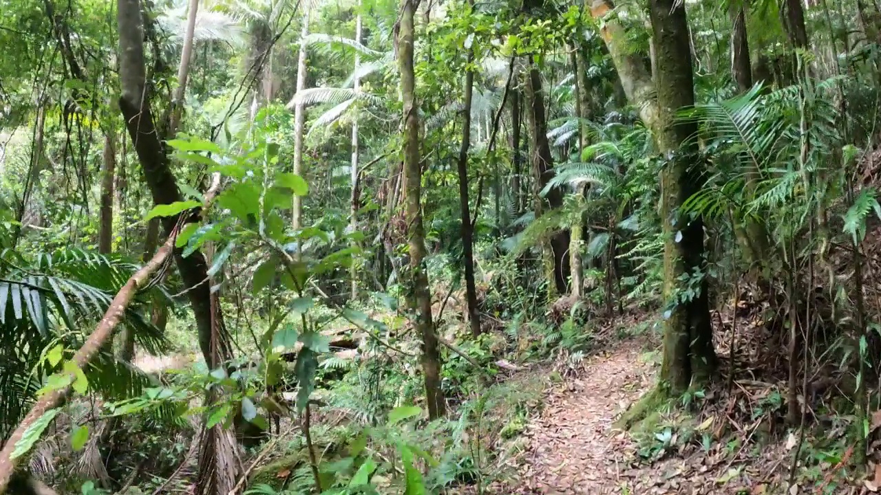 漫步在郁郁葱葱的绿色植物中:探索宁静的雨林视频素材