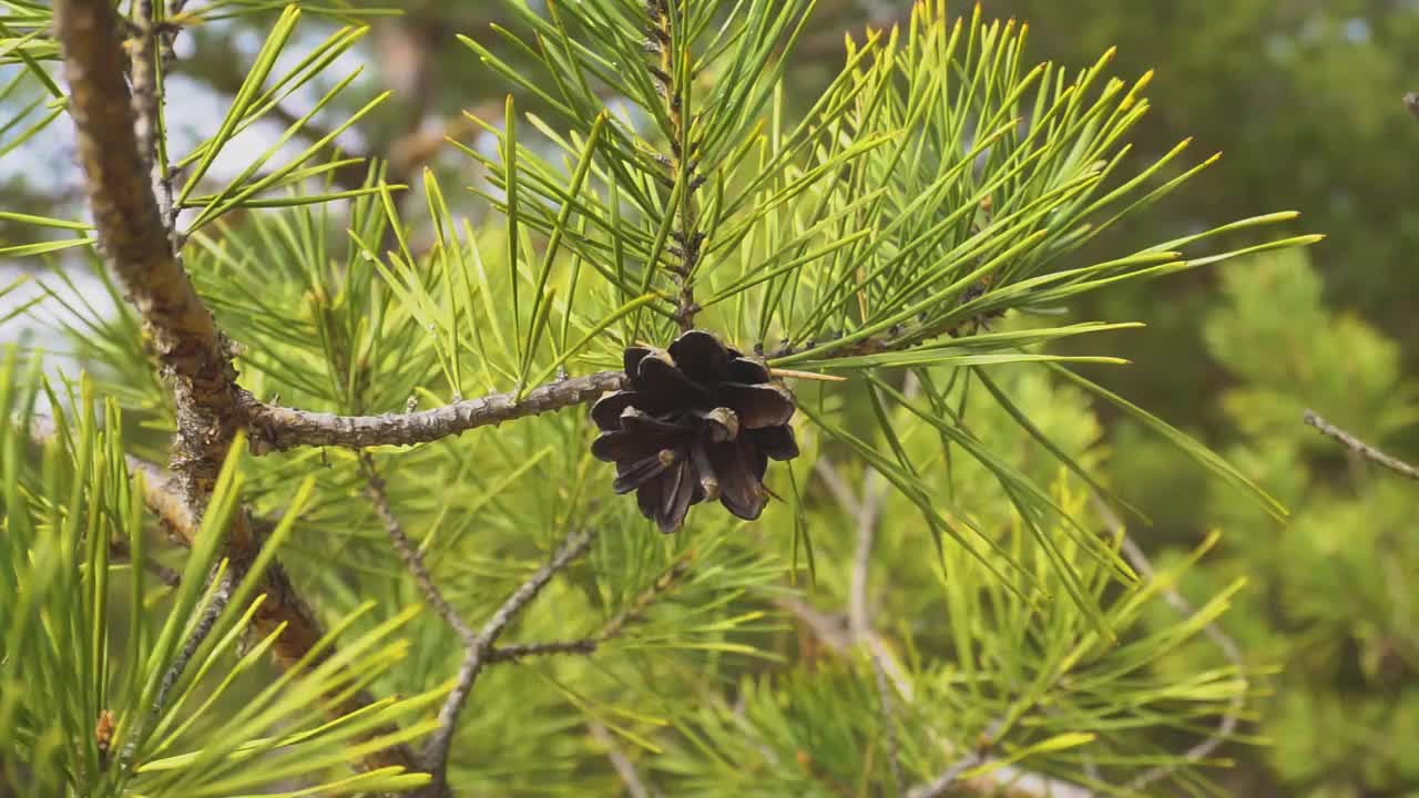 锥视频素材