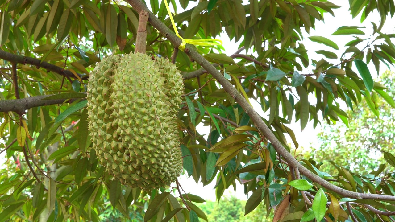 Durians farm.视频素材