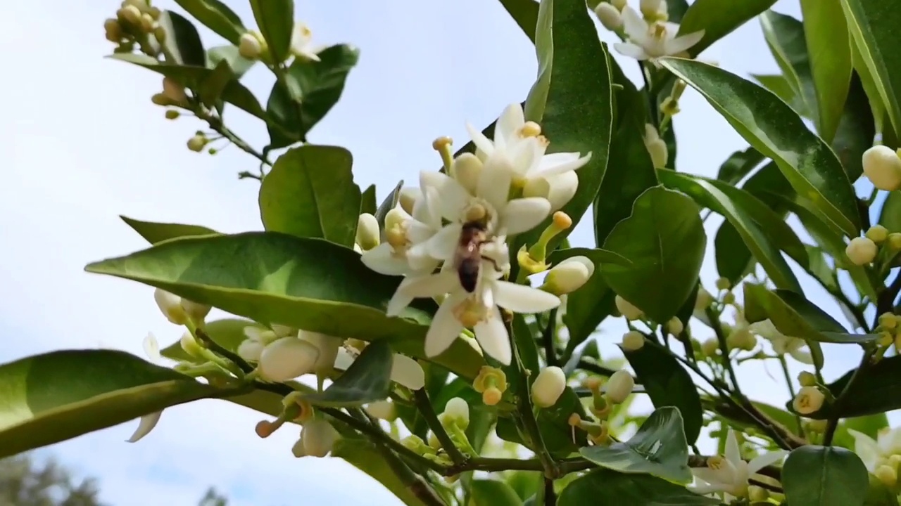 一只小蜜蜂从一棵苹果树的春天的白色花朵上飞来采蜜视频素材