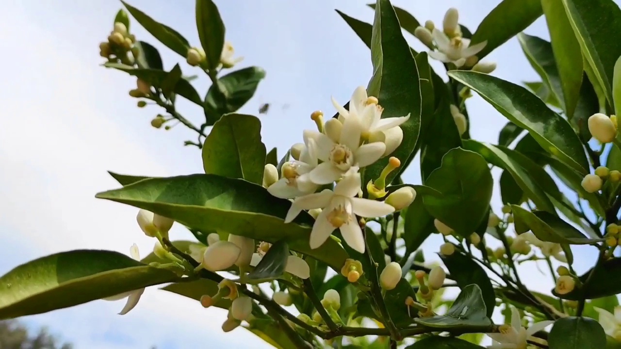 一只小蜜蜂从一棵苹果树的春天的白色花朵上飞来采蜜视频素材