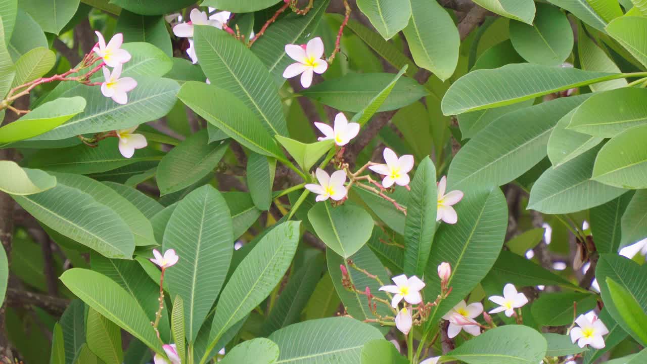 4K凤仙花在风中视频素材