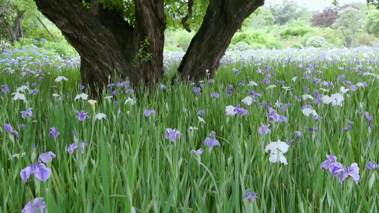 白色和紫色的鸢尾花和一棵大树视频素材