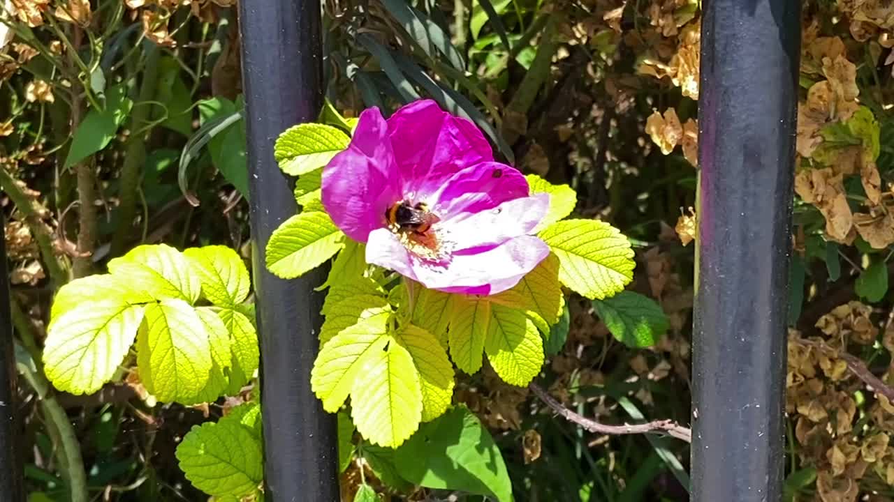 蜜蜂从花中采集花粉视频素材