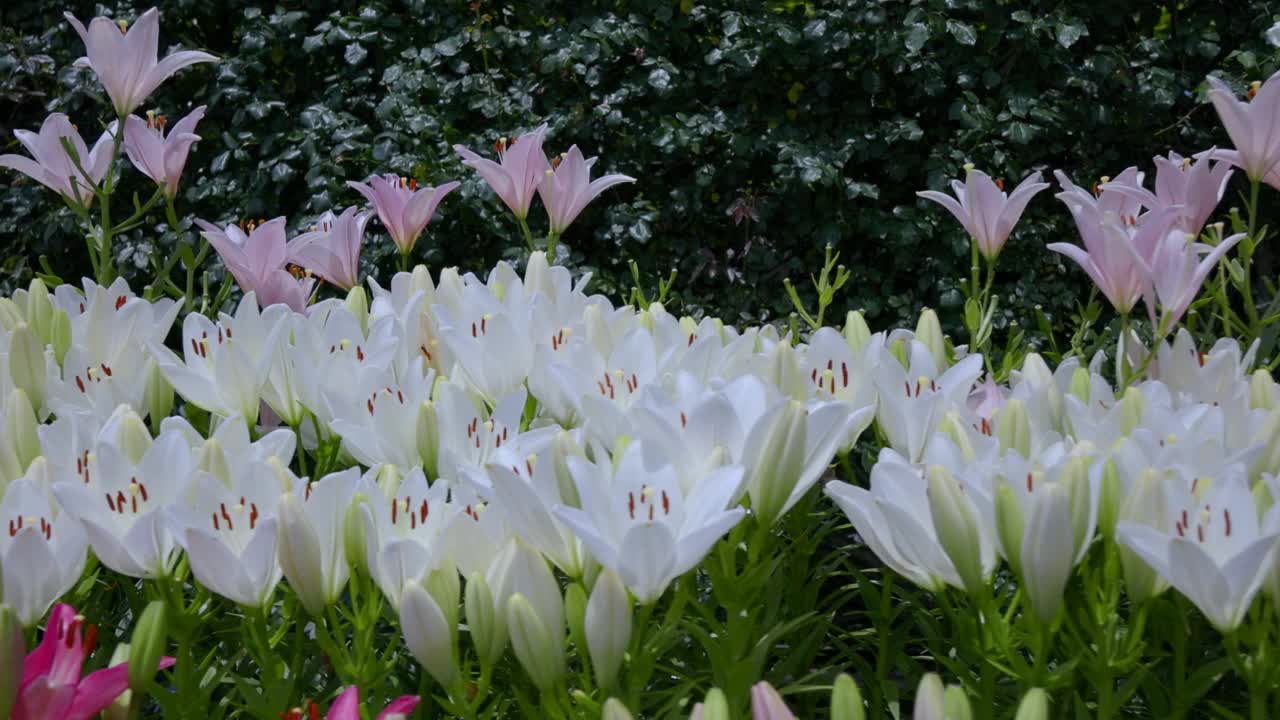 白色的百合花和花蕾并排盛开视频素材