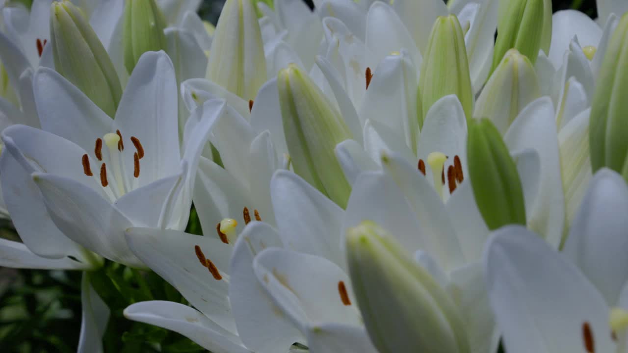 白色的百合花和花蕾并排盛开视频素材