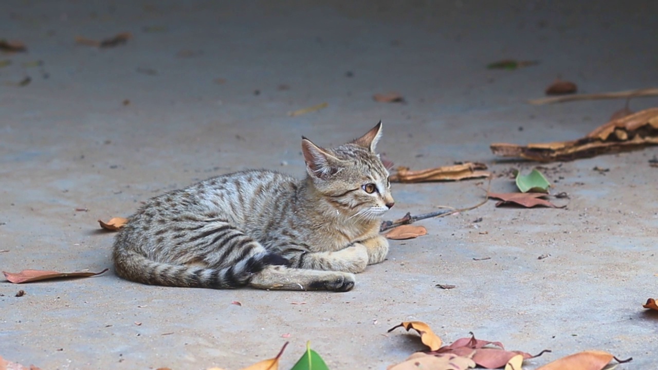 一只虎斑猫躺在地上视频素材