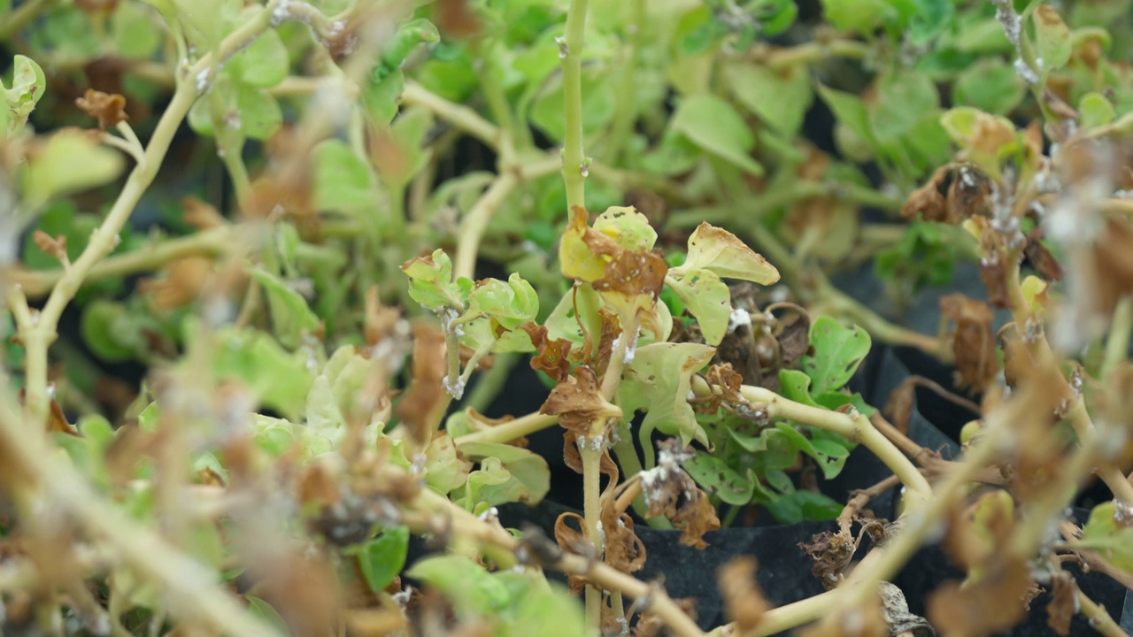 室内植物因真菌病害而枯叶视频素材