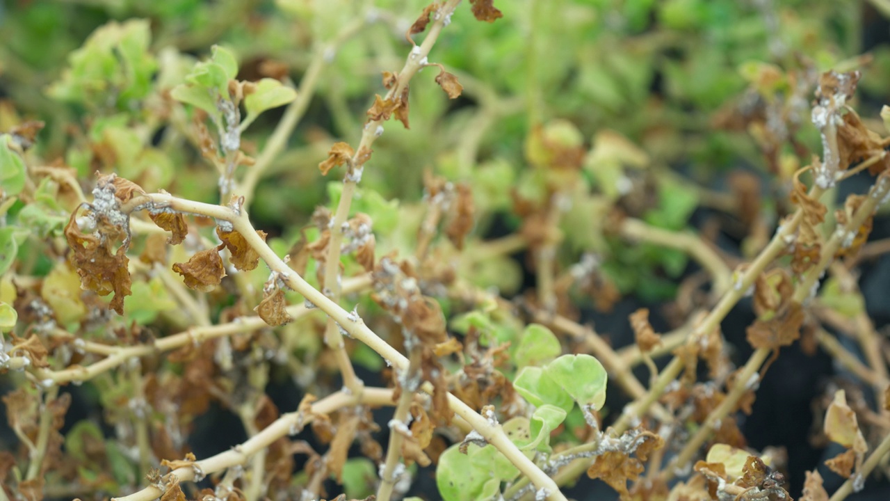 室内植物因真菌病害而枯叶视频素材