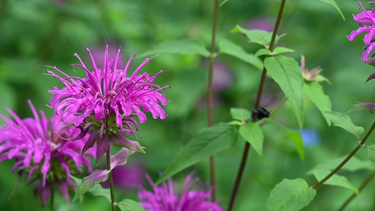 一只双斑长角蜂(Melissodes bimaculatus)从一朵亮粉色的蜂香花(Monarda)飞到另一朵。视频素材