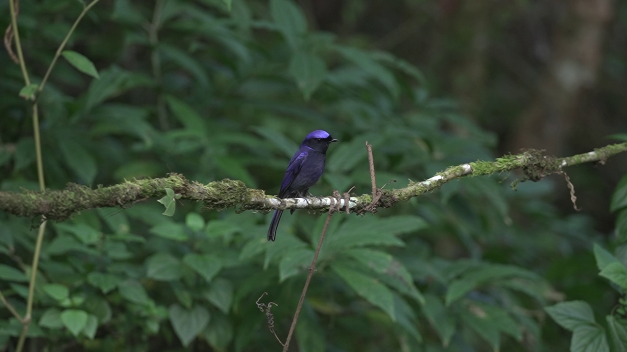 大型Niltava (Niltava grandis)蓝鸟栖息在树枝上休息视频素材