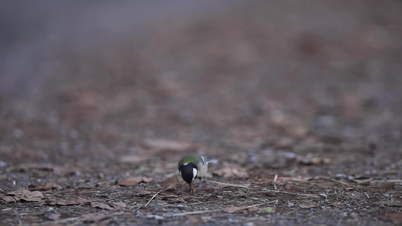 大山雀(学名:Parus major)，在地面上的小鸟中觅食昆虫视频素材