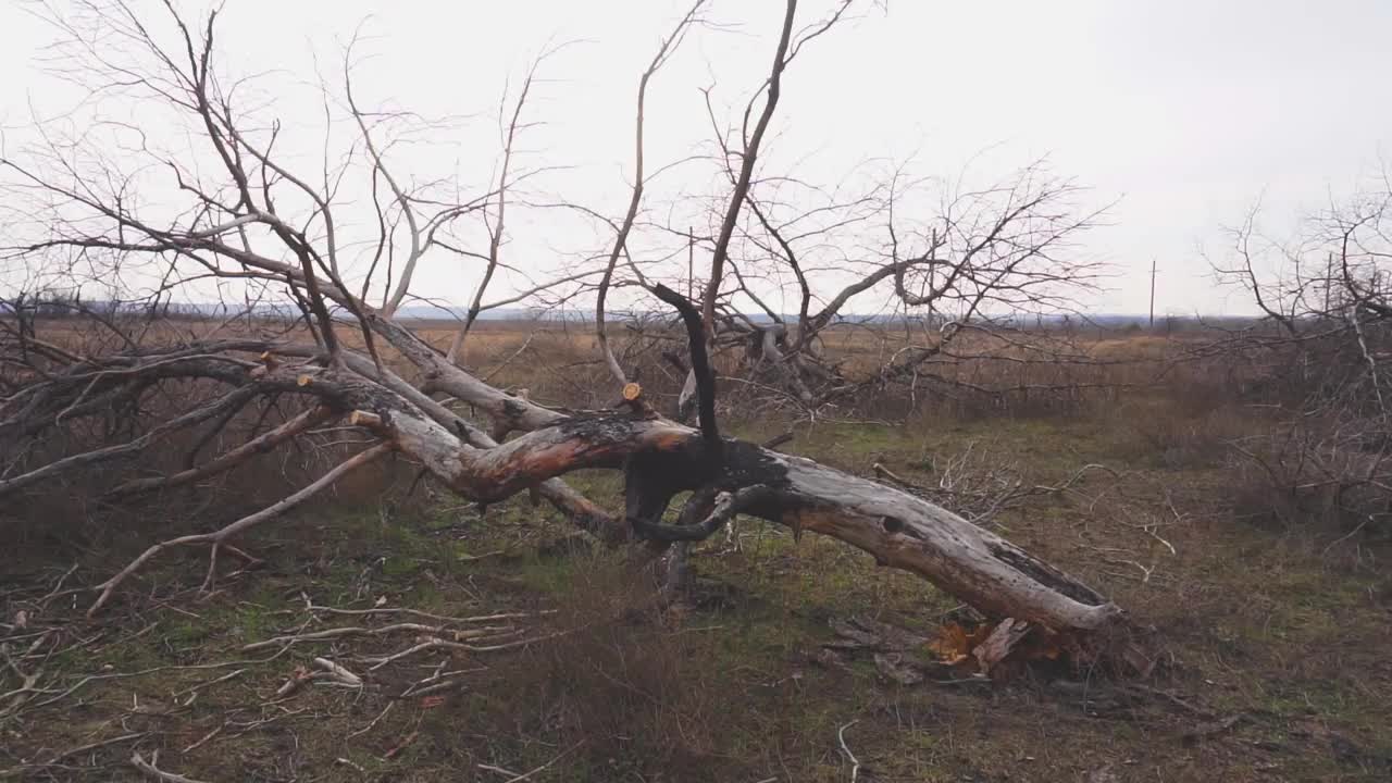 树视频素材