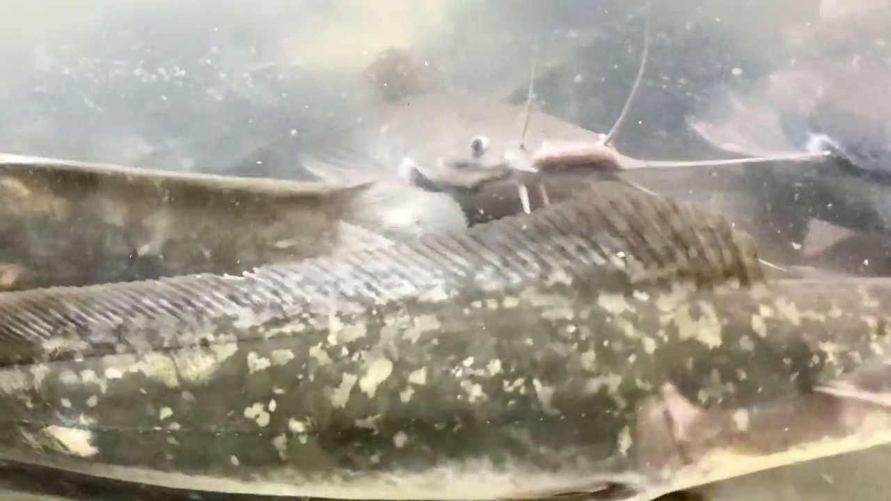 一群鲶鱼在浑浊的水族箱里视频素材