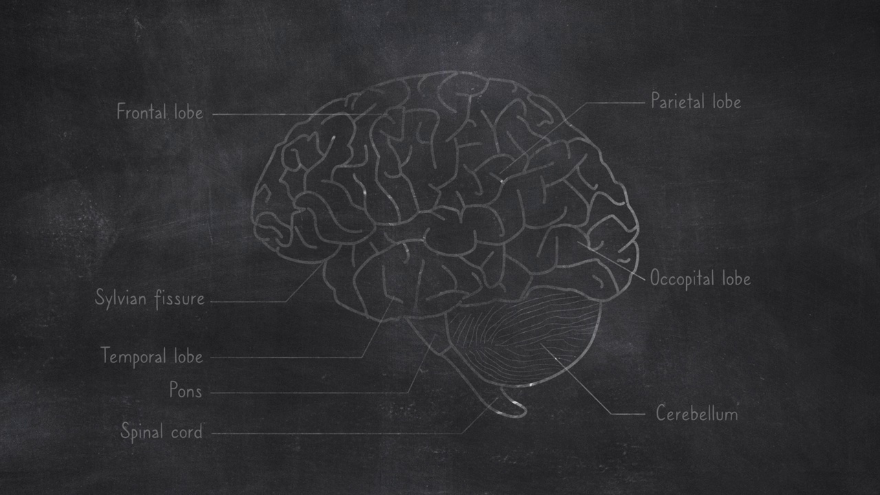 在黑板上手绘的人脑解剖学视频素材
