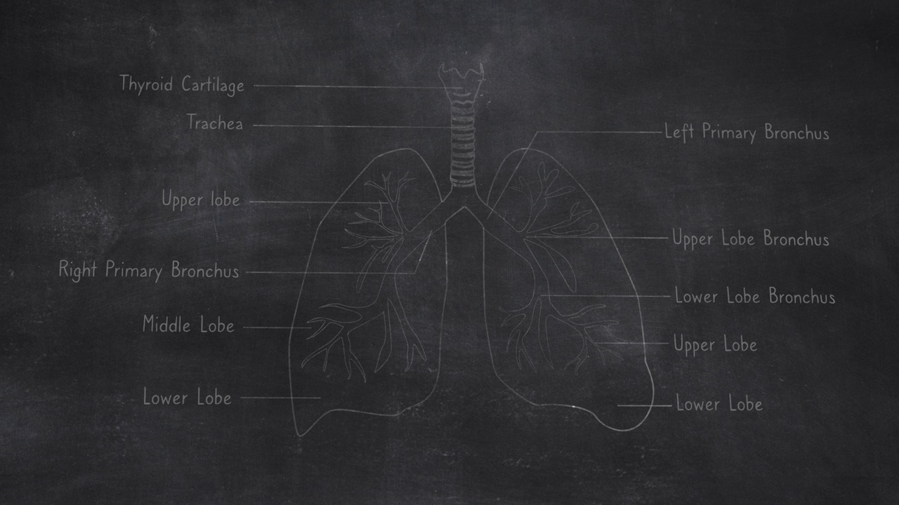 三维人体肺部解剖手绘在黑板上视频素材