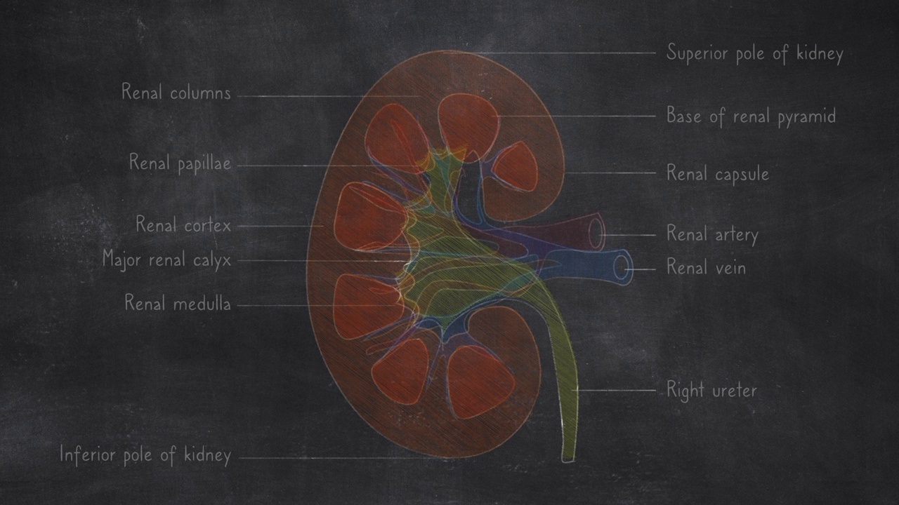 人体肾脏解剖手绘在黑板上视频素材