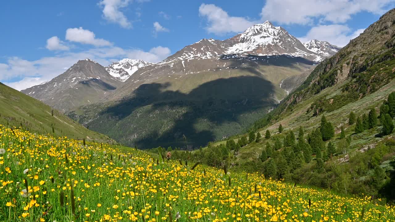 有野花的高山草地视频素材