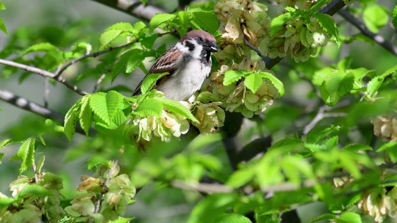 欧亚树雀，Passer montanus。在野外视频素材