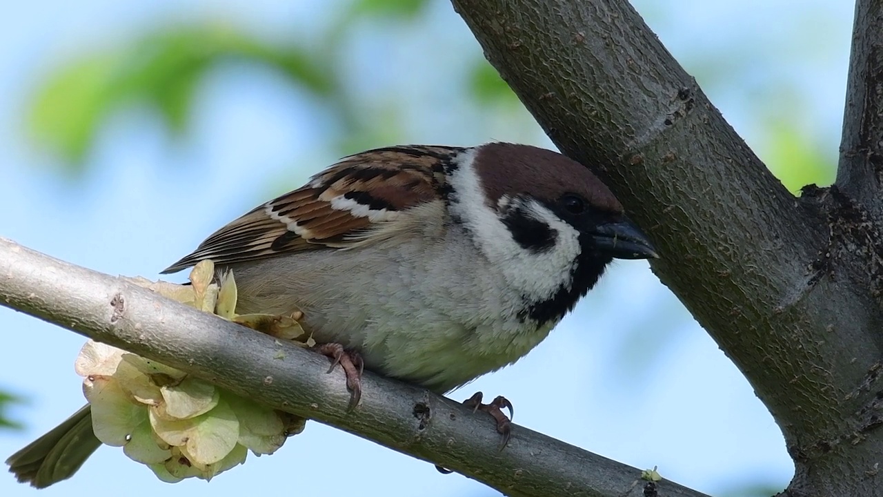 欧亚树雀，Passer montanus。在野外视频素材