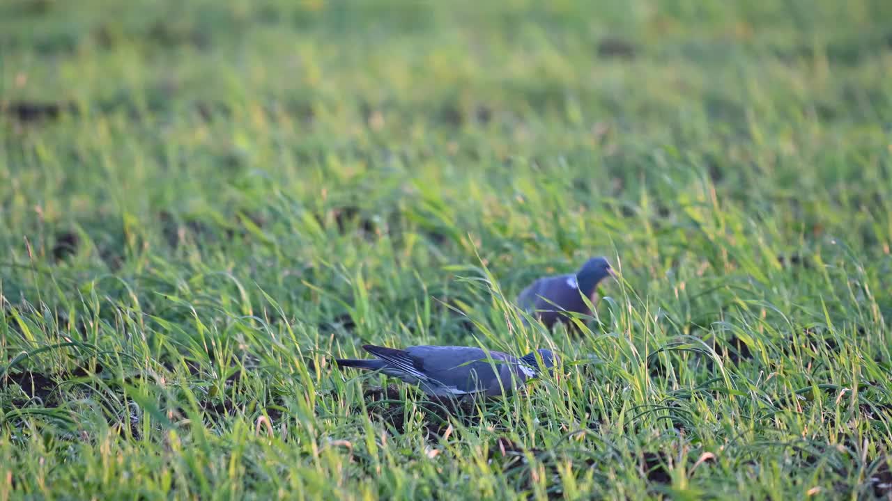 常见的木鸽Columba palumbus，栖息在树上，在野外视频素材