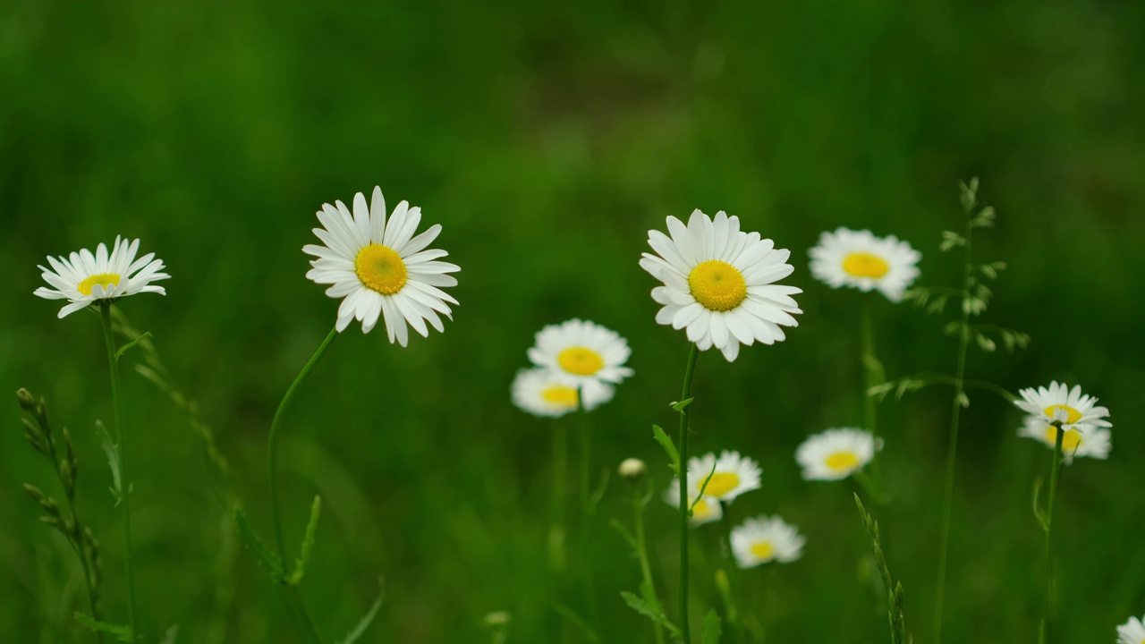 白色的洋甘菊花。甘菊花生长在绿色的田野上视频素材