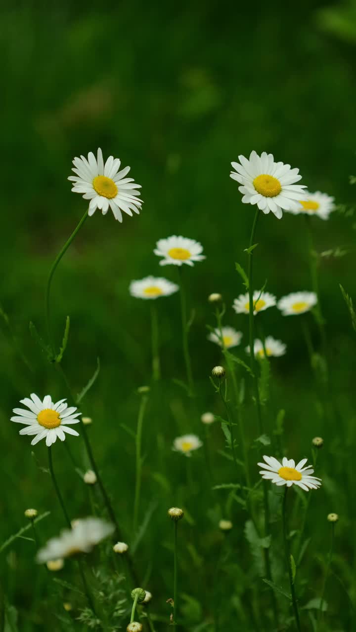 白色的洋甘菊花。甘菊花生长在绿色的田野上视频素材