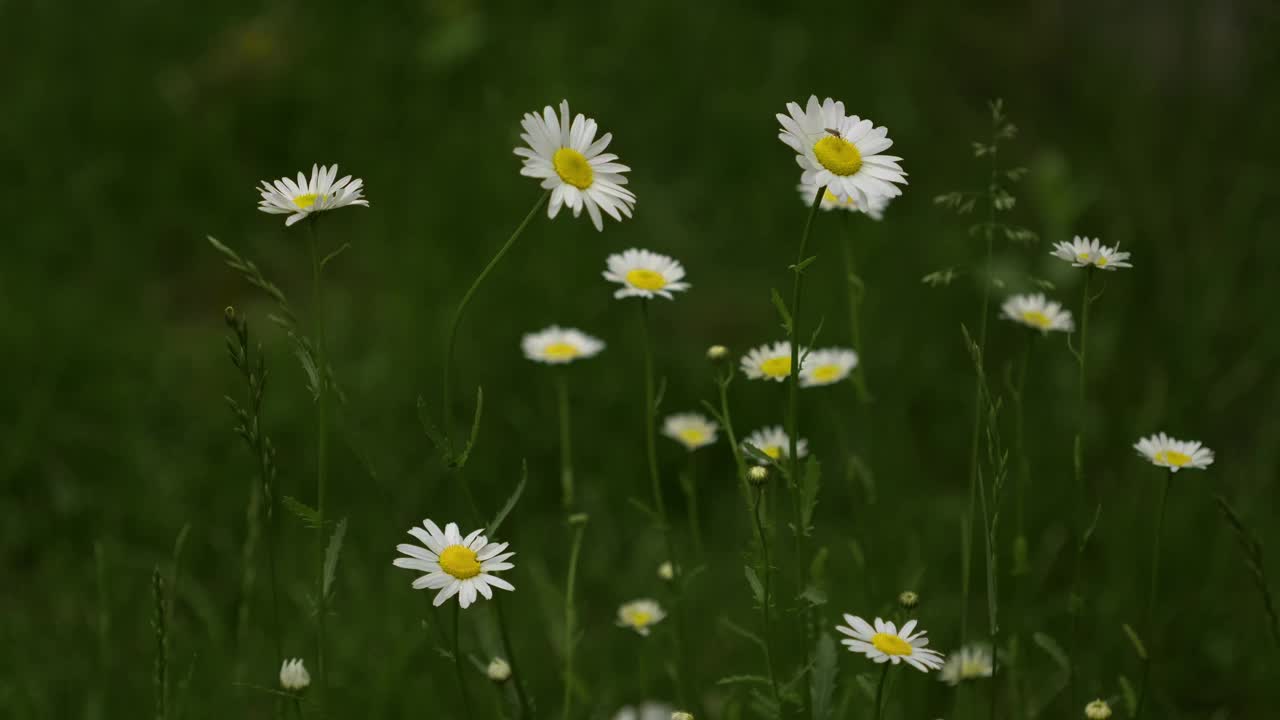 白色的洋甘菊花。甘菊花生长在绿色的田野上视频素材