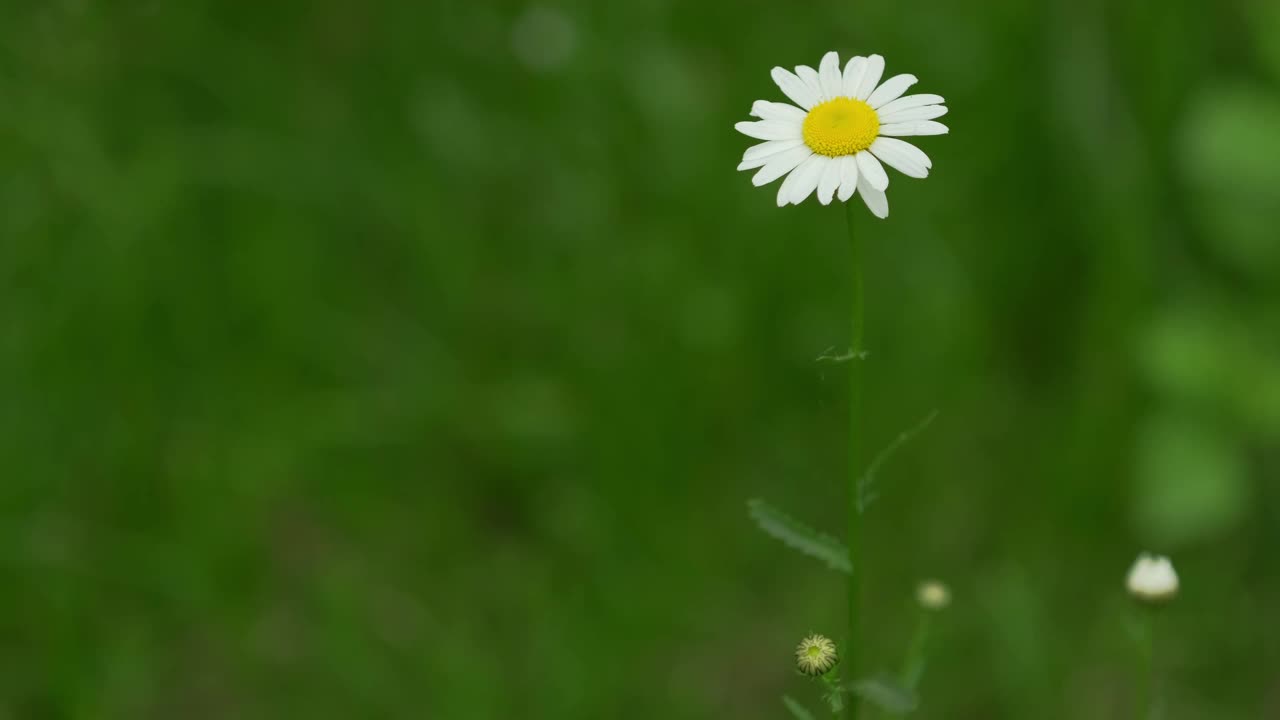 白色的洋甘菊花。甘菊花生长在绿色的田野上视频素材