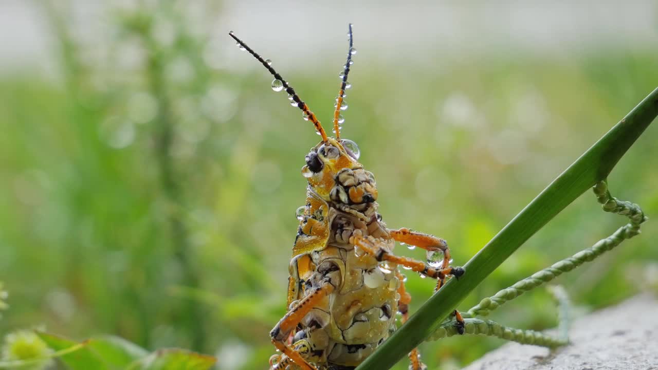 雨后蚱蜢坐在草地上。雨点正在落下。蚱蜢。蝗虫。野生自然视频下载