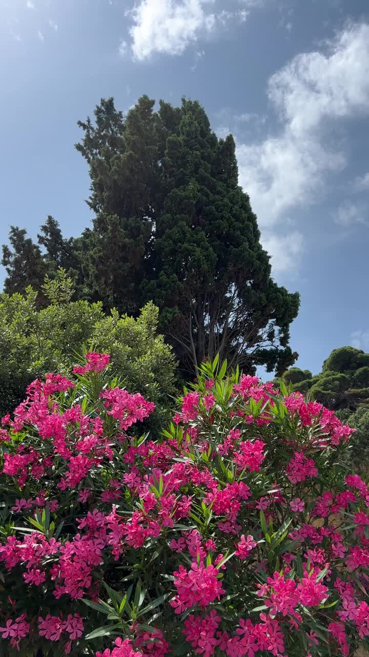 夹竹桃粉红色的花灌木在公园，垂直视频。视频素材