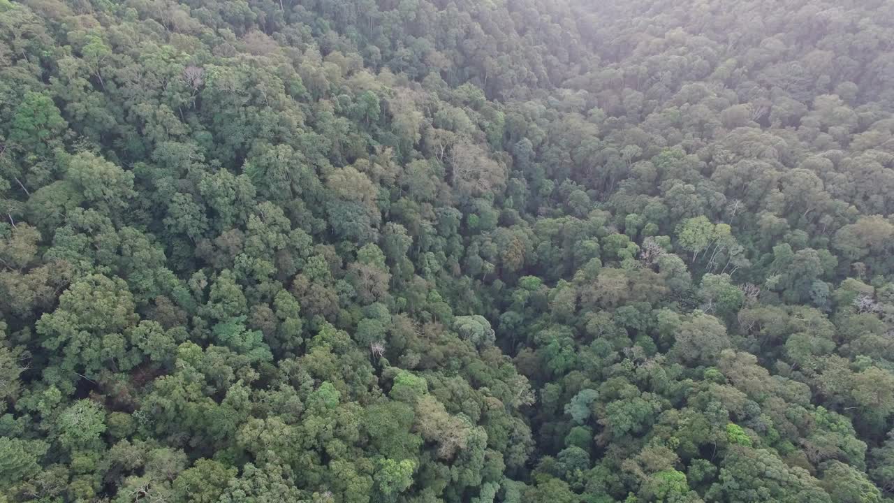 热带雨林老挝视频下载