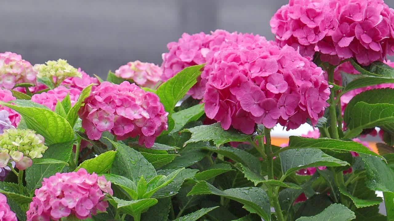 绣球花和雨中的路视频素材