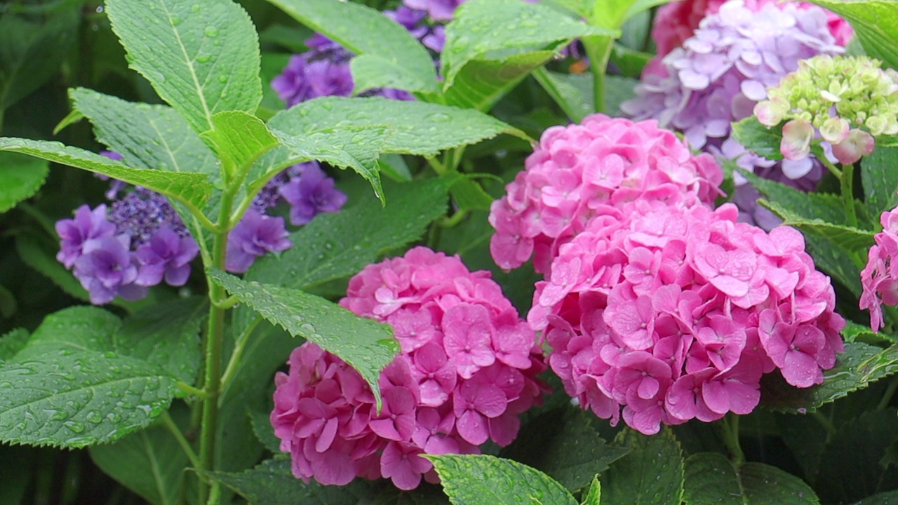 雨中的绣球花视频素材