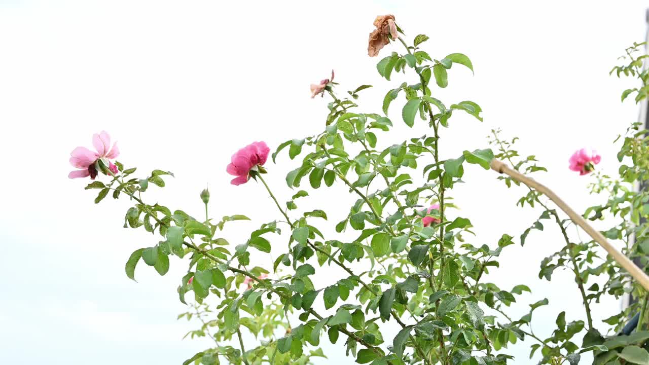 有人在玫瑰花上喷洒杀虫剂，以预防和杀死蚜虫。视频素材