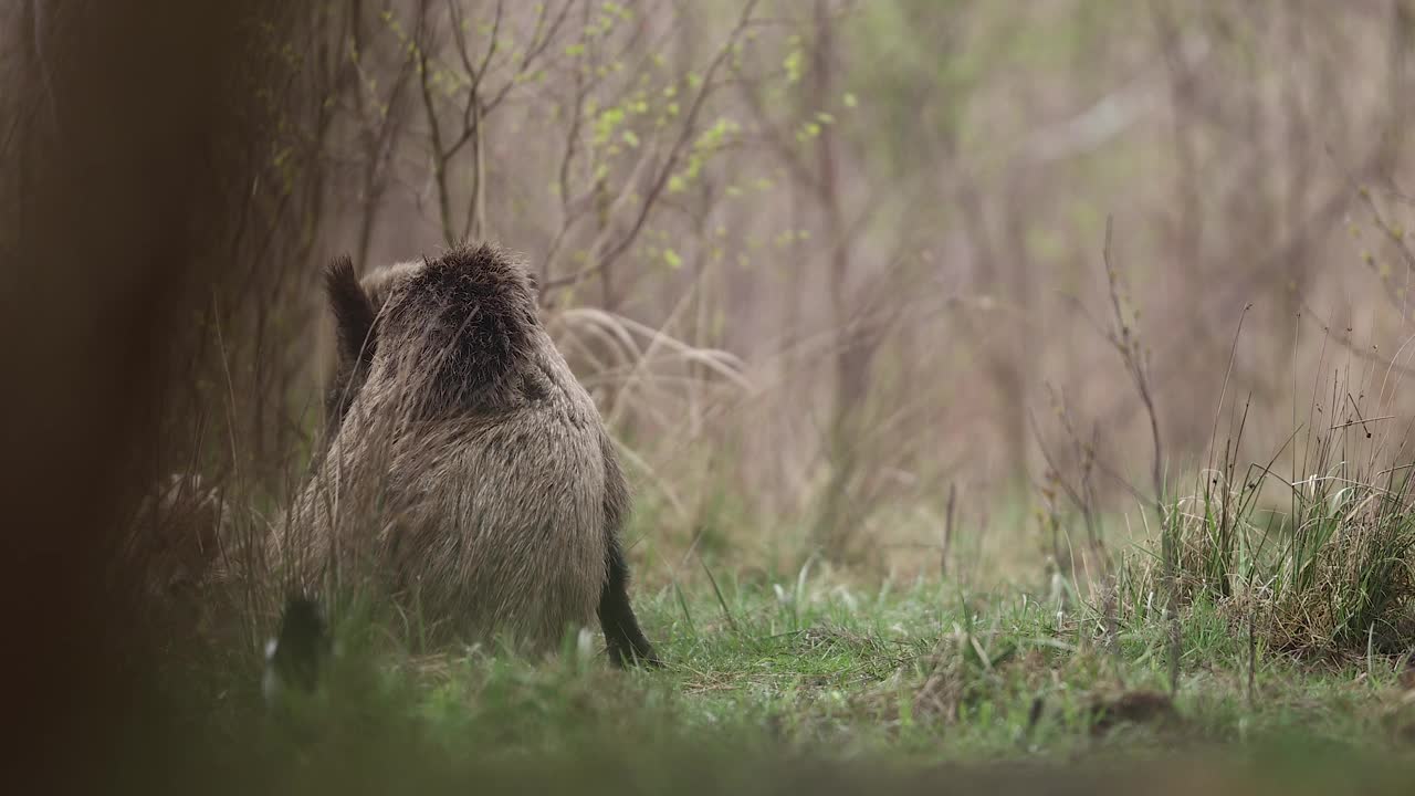 野猪(Sus scrofa)，欧亚野猪。视频下载