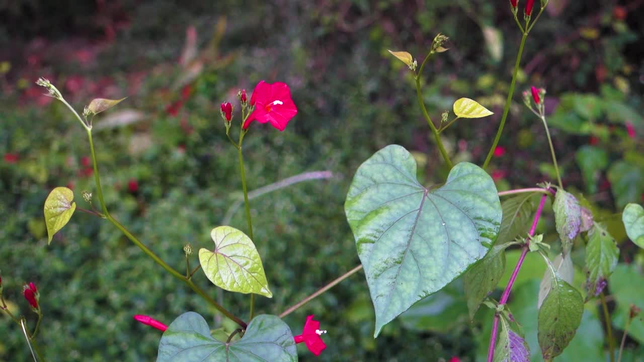 罂粟花，在印度北阿坎德邦的喜马拉雅地区有常见的名字，包括常见的罂粟。视频素材