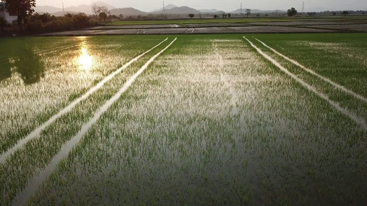 夕阳下的稻田鸟瞰图视频素材