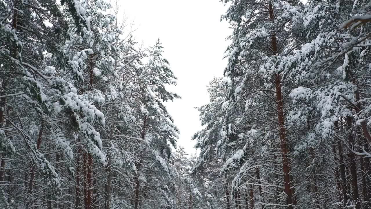 开车穿过白雪覆盖的森林。冰雪覆盖的松林路上的神奇汽车之旅。前视图从汽车乘客窗口。冬季北欧乡村景观。旅行。寒冷的季节。白雪皑皑的木头。视频素材